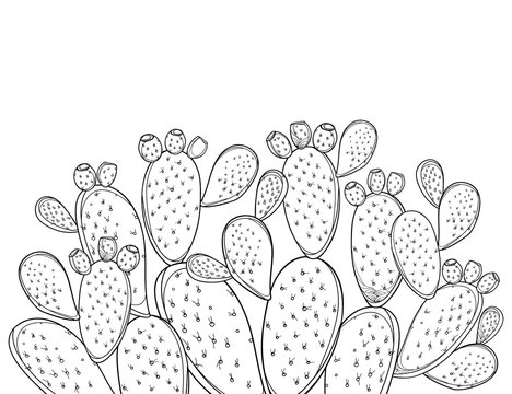 recommend clip art: Bush of outline Indian fig Opuntia or prickly pear cactus, fruits and spiny stem in black isolated on white background.