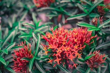 spike flower flower with green leaf blurred background For nature wallpaper image.