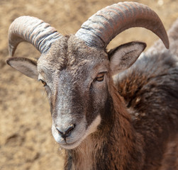 Portrait of a mountain sheep in a zoo