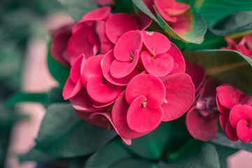 Poi sian flower with green leaf blurred background For nature wallpaper image.