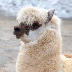 Portrait of llama in wool at the zoo