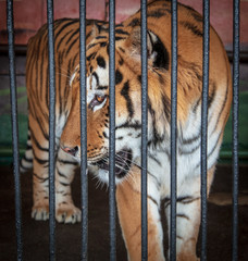 Portrait of a tiger in a cage at the zoo