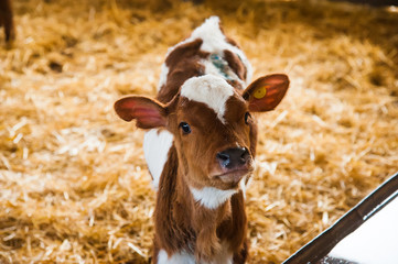 Cows in a farm. Dairy cows