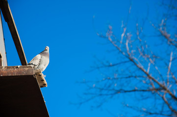 Pigeons on the their dovecote