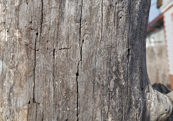 Old wood background. Texture. Wooden board