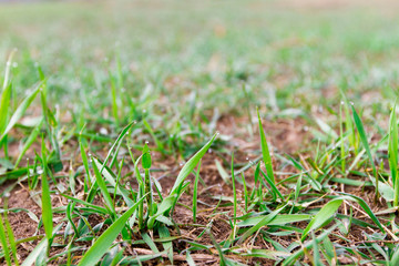 young spring grass in dew