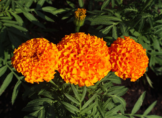 beautiful orange and yellow color flowers in the green parks outdoor and gardens