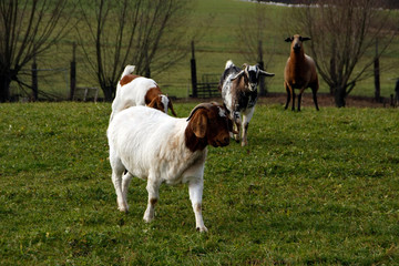 Goats in different breeds
