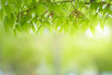 Close up beautiful view of nature little maple green leaves on blurred greenery tree background with sunlight in public garden park. It is landscape ecology and copy space for wallpaper and backdrop.