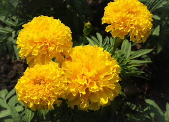 beautiful orange and yellow color flowers in the green parks outdoor and gardens