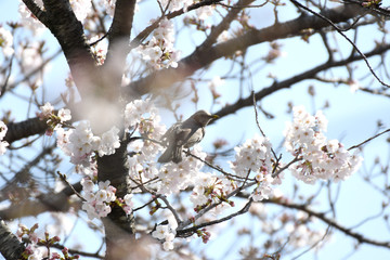 桜とムクドリ