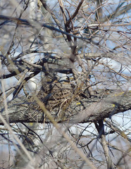 The thrush in the nest