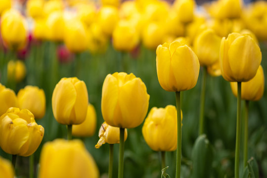 Blooming flowers yellow tulips with greenery blurred tulip field .-Image.