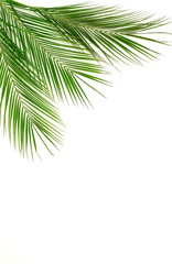 tropical green palm leaves, branches pattern frame on a white background. top view.copy space.abstract.