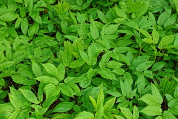 green natural plant background from a variety of leaves on plants