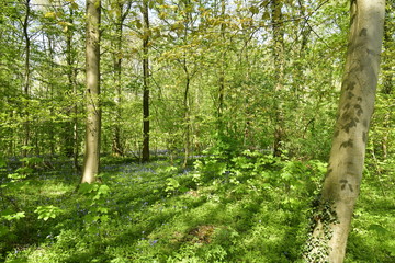 Végétation dense au printemps à la forêt de hêtres de Hallerbos ,près de Halle