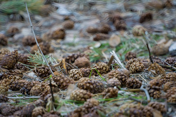 Close up, a heap of pine cones lying on the green crumpled grass in the forest