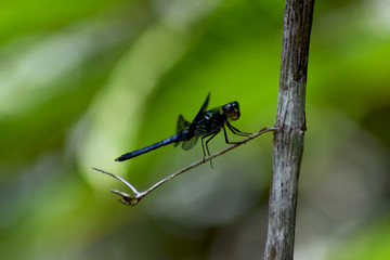 Dragonfly resting on twig