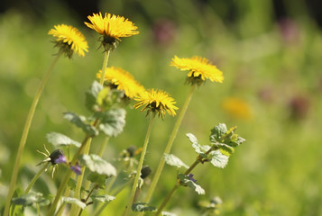 Dandelions