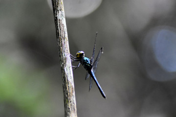 Dragonfly on stick