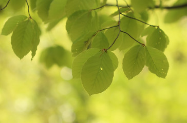 Green leaves