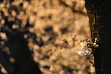 夜桜
