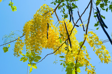 Yellow Cassia bloom in the summer season