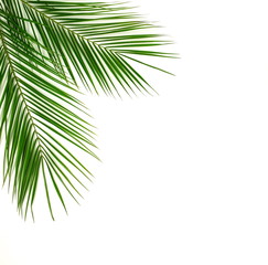 tropical green palm leaves , branches pattern frame on a white background. top view.copy space.abstract.