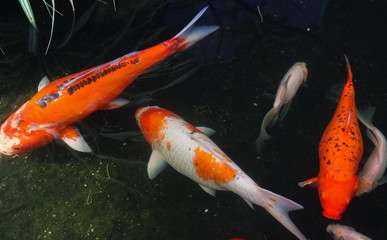 Beautiful red black white and orange colorful Koi fish in the water canal