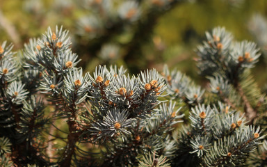 Pine tree