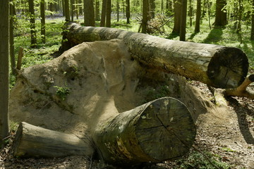 Obraz premium Troncs coupés de deux arbres déracinés au bois d'Hallerbos près de Halle 