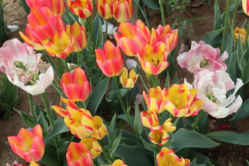 Fototapeta premium colorful tulips in the garden