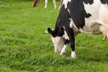 Black white cow on the street eats green grass.Black white cow in nature. .Black white cow grasses