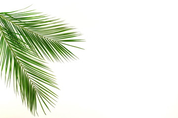 tropical green palm leaves , branches pattern frame on a white background. top view.copy...