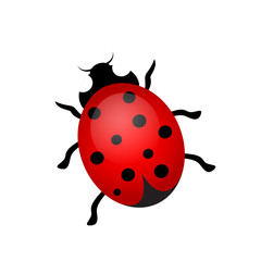 Vector illustration of a ladybug on a white background.
