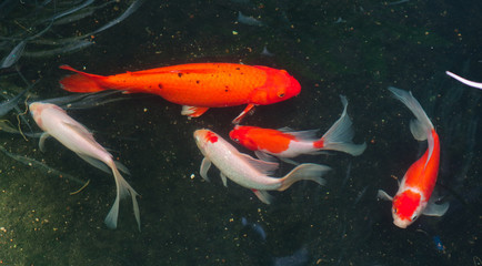 Beautiful red black white and orange colorful Koi fish in the water canal