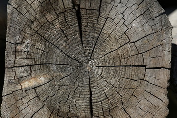 Fototapeta premium Tree