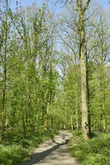 Obraz premium L'ombre d'un hêtre sur le chemin à la forêt de Hallerbos près de Halle