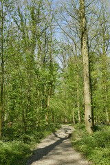 Fototapeta na wymiar L'ombre d'un hêtre sur le chemin à la forêt de Hallerbos près de Halle