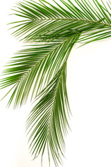 Obraz premium tropical green palm leaves , branches pattern frame on a white background. top view.copy space.abstract.