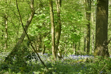 Broussailles et enchevêtrement de branches dans la forêt luxuriante de hêtres au Hallerbos près de Halle