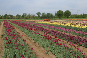 Arese, Italia campo di tulipani