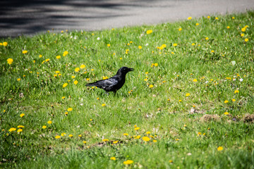 schwarze Saatkrähe auf der Wiese