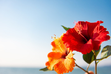 海とハイビスカス © 歌うカメラマン