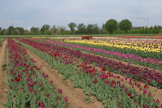 Arese, Italia campo di tulipani