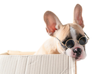 Cute french bulldog wear sunglass biting paper box