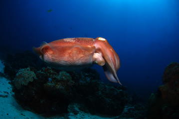 Broadclub cuttlefish - Sepia latimanus. Komodo National Park.