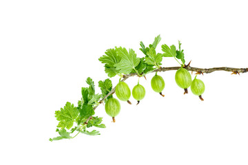 Gooseberry branch with berries isolated on white background
