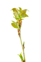 White poplar branch with fresh leaves