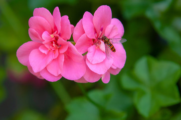 Pink pelargonium, geranium on green background